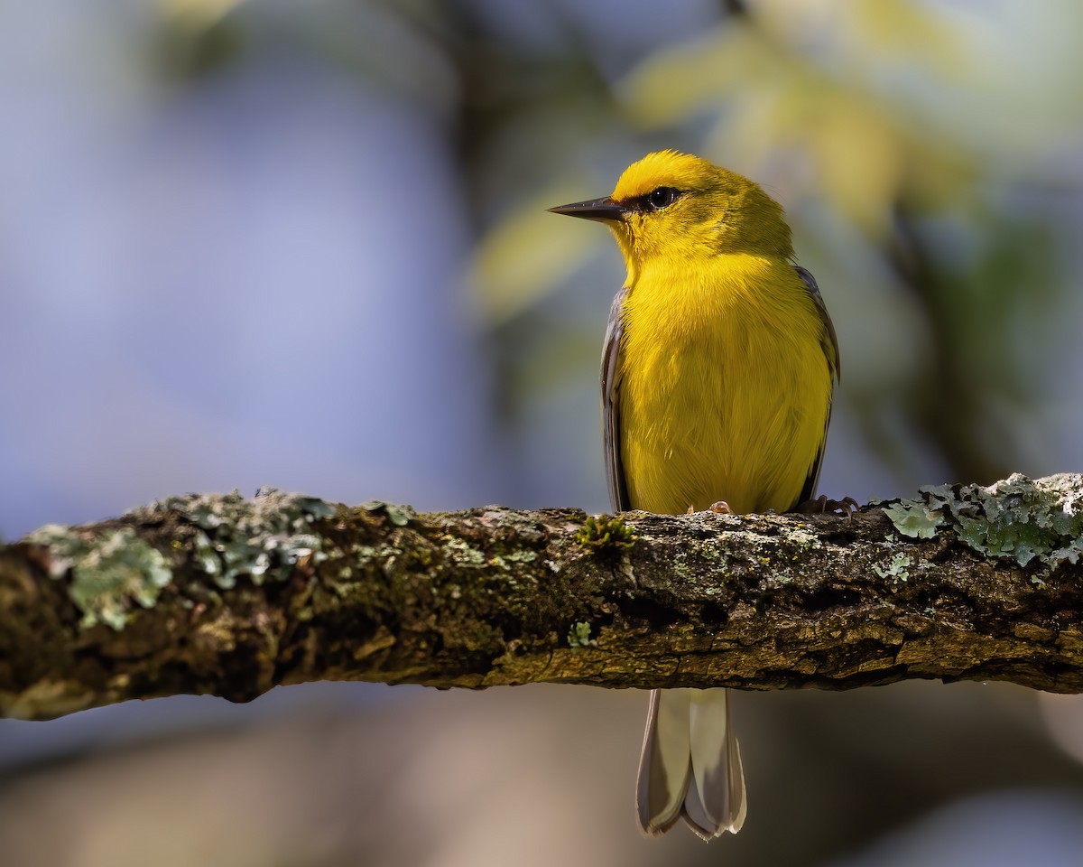 Blauflügel-Waldsänger - ML646991350