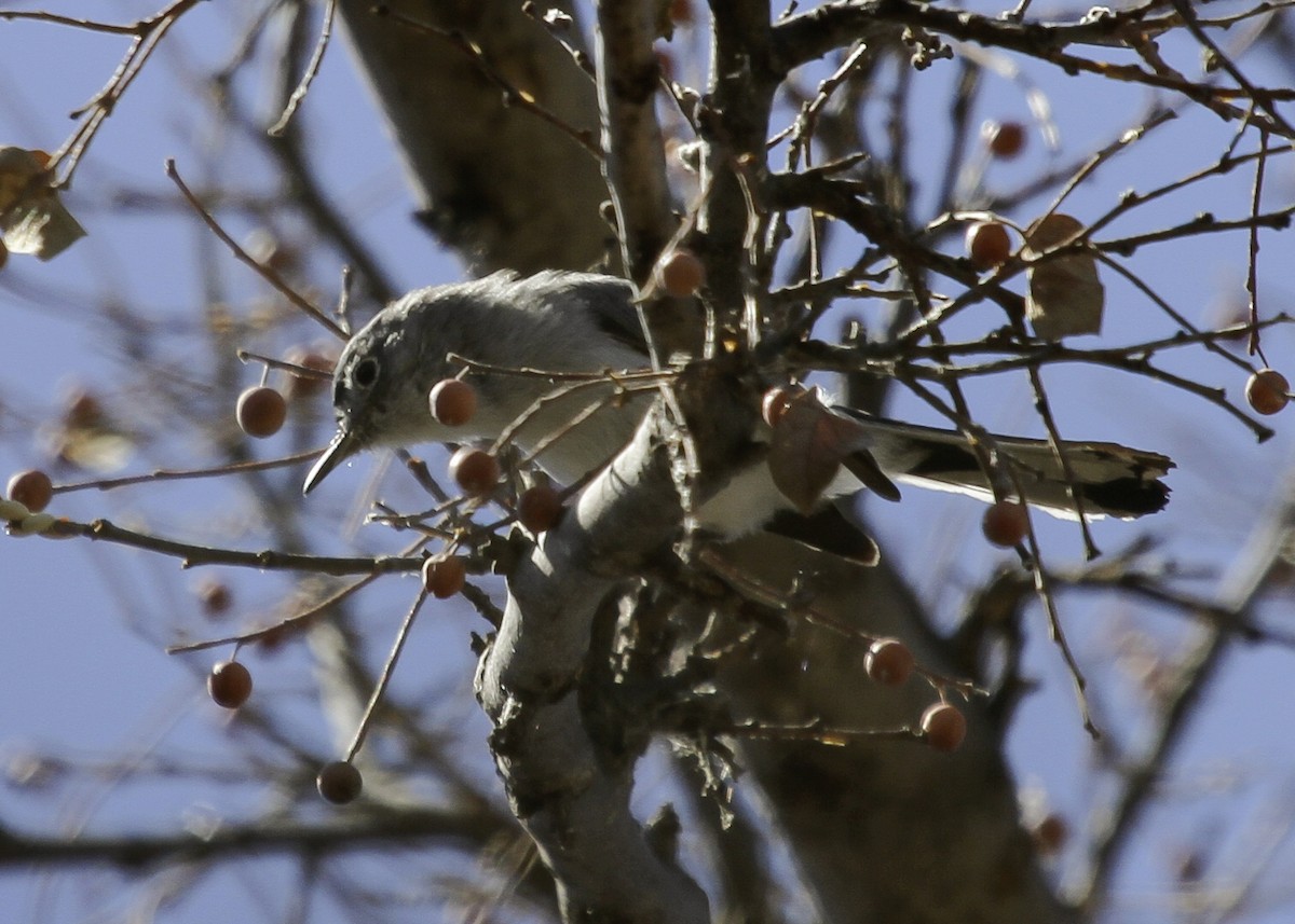 Black-capped Gnatcatcher - ML646991351