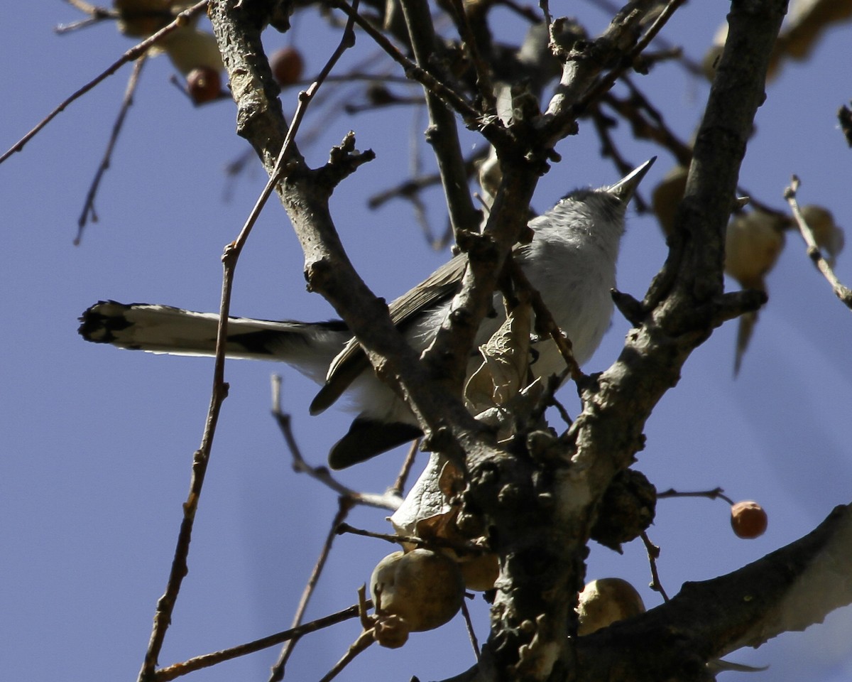 Black-capped Gnatcatcher - ML646991353