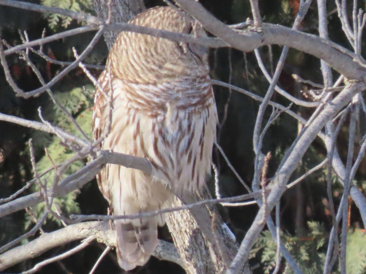 Streifenkauz - ML646991355