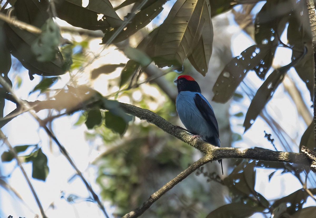 Blaubrustpipra - ML646991356