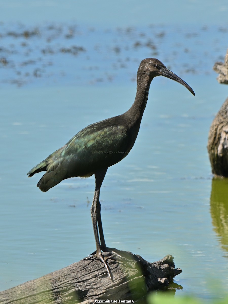 White-faced Ibis - ML646991357