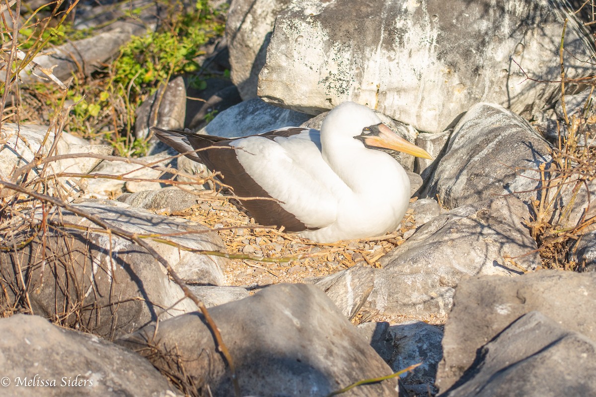 Nazcatölpel - ML646991358