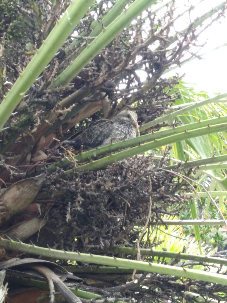 Ohrflecktaube - ML646991359