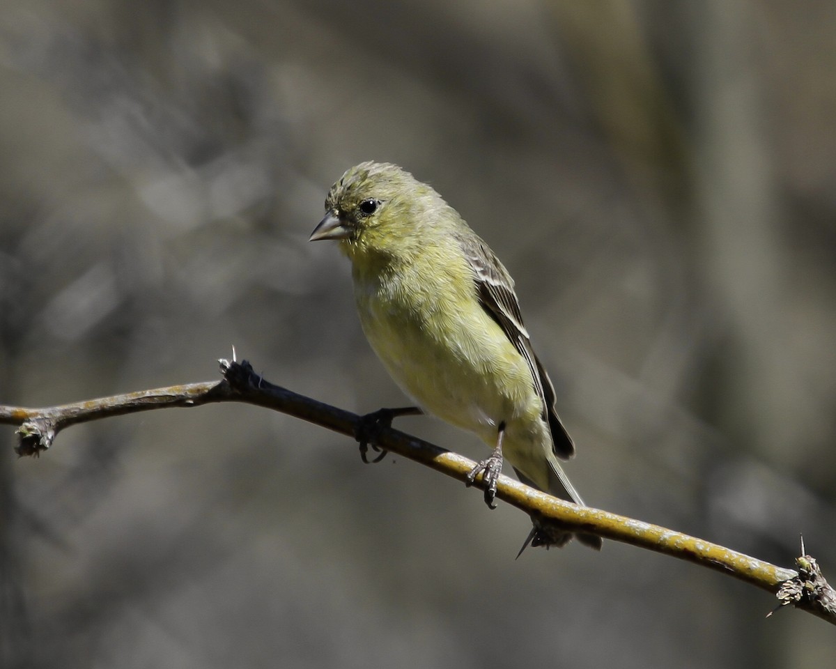 Mexikozeisig - ML646991360