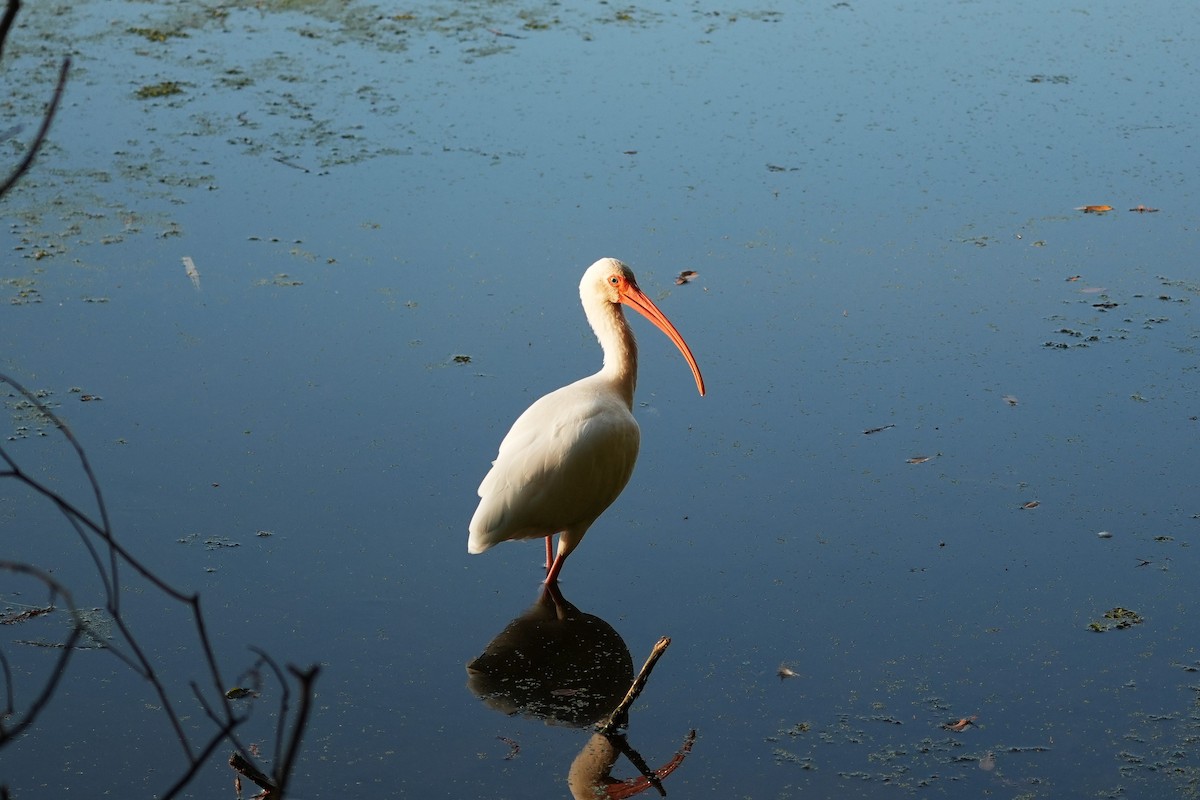 Schneesichler - ML646991364