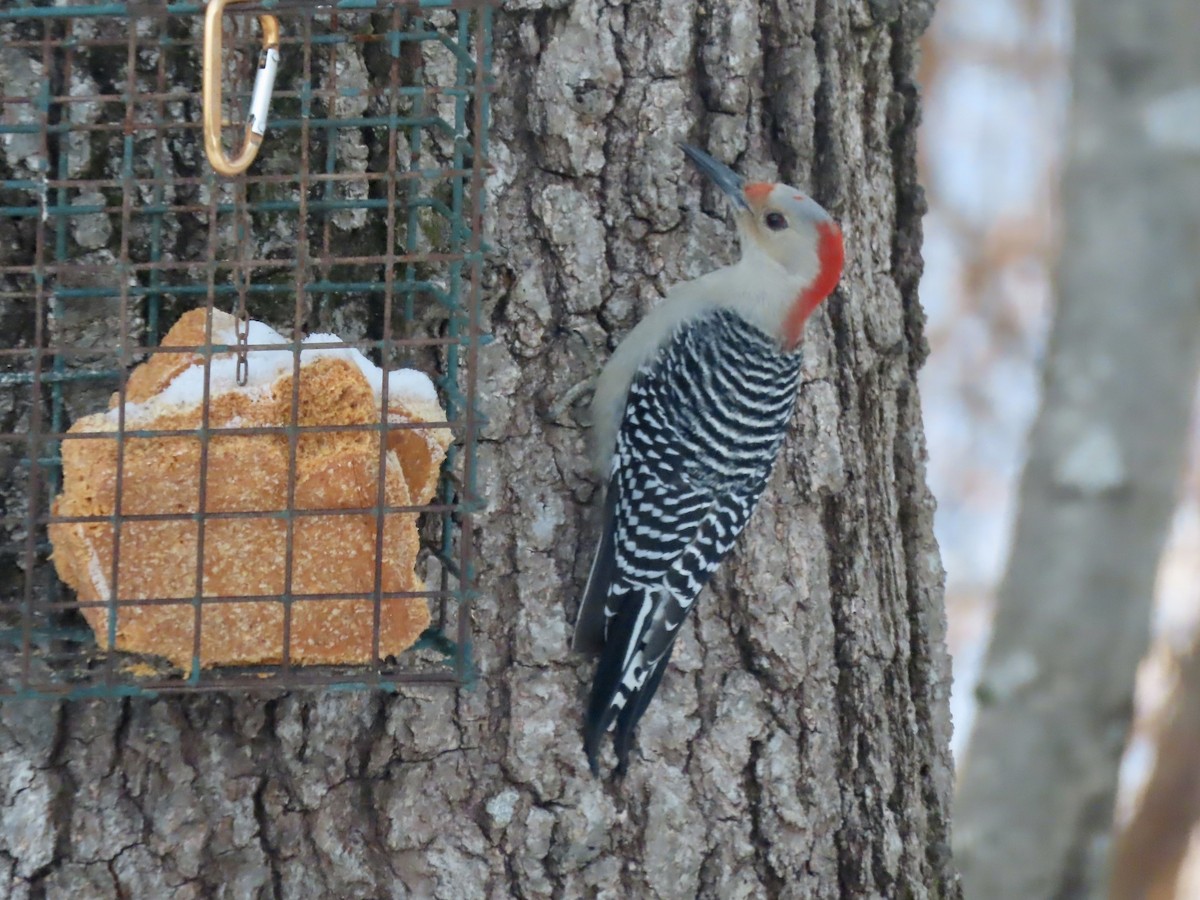 Carolinaspecht - ML646991365