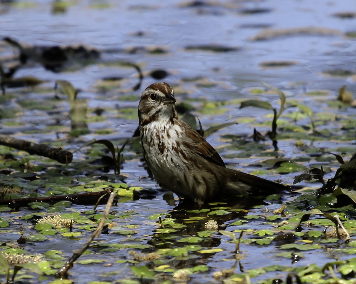 Singammer - ML646991366