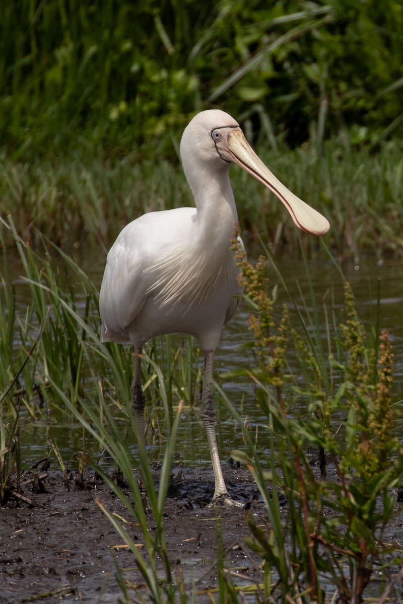 Gelbschnabellöffler - ML646991367