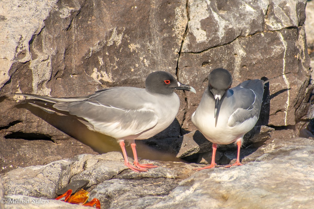 Swallow-tailed Gull - ML646991369