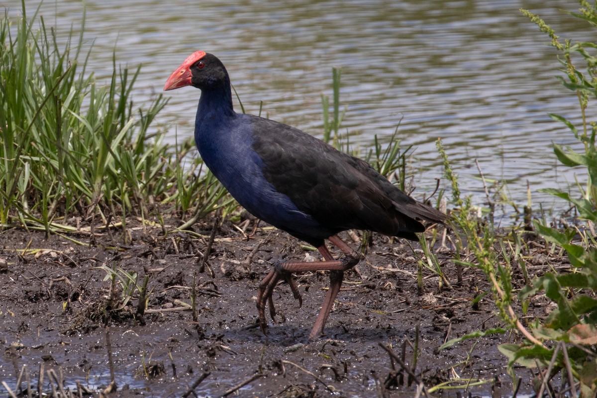 Australasian Swamphen - ML646991370