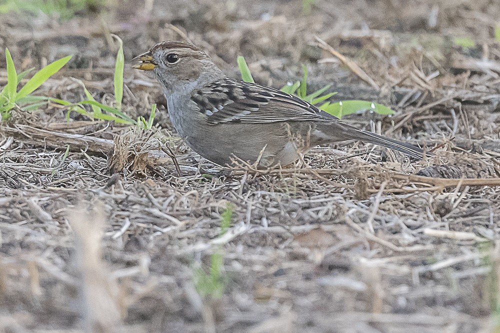 Белобровая овсянка - ML646991372
