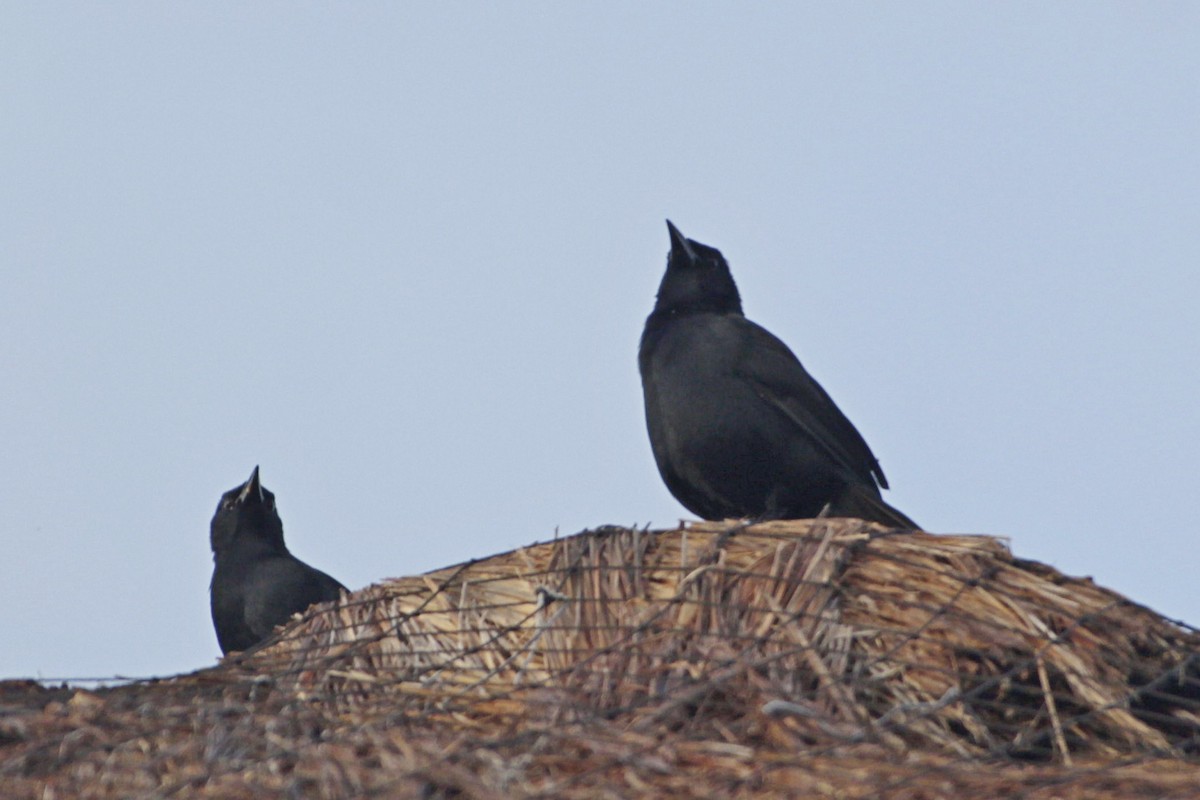 Trauerstärling - ML646991378