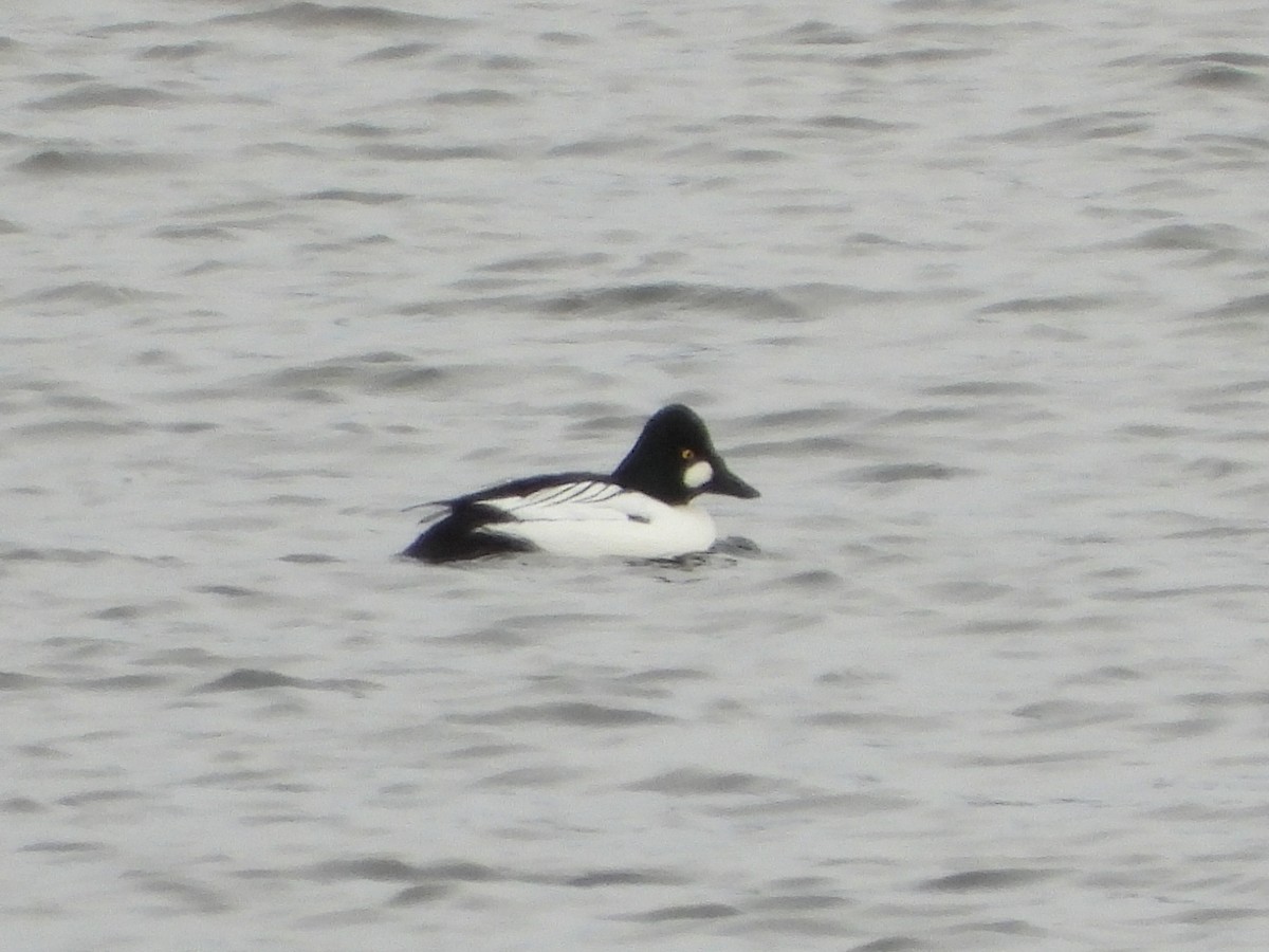 Гоголь - ML646991382