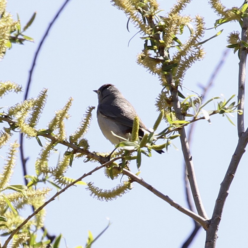 Paruline de Lucy - ML646991383