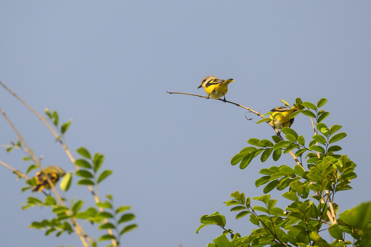 Langschwanz-Mennigvogel - ML646991385