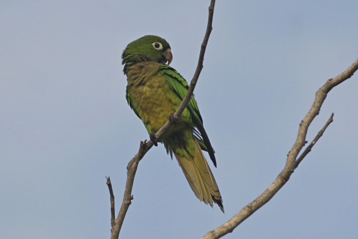 Jamaikasittich - ML646991387