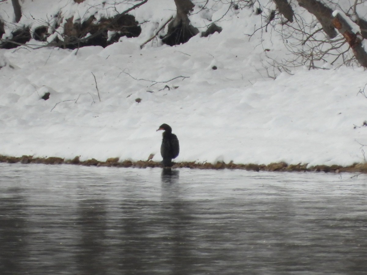 Ушастый баклан - ML646991391