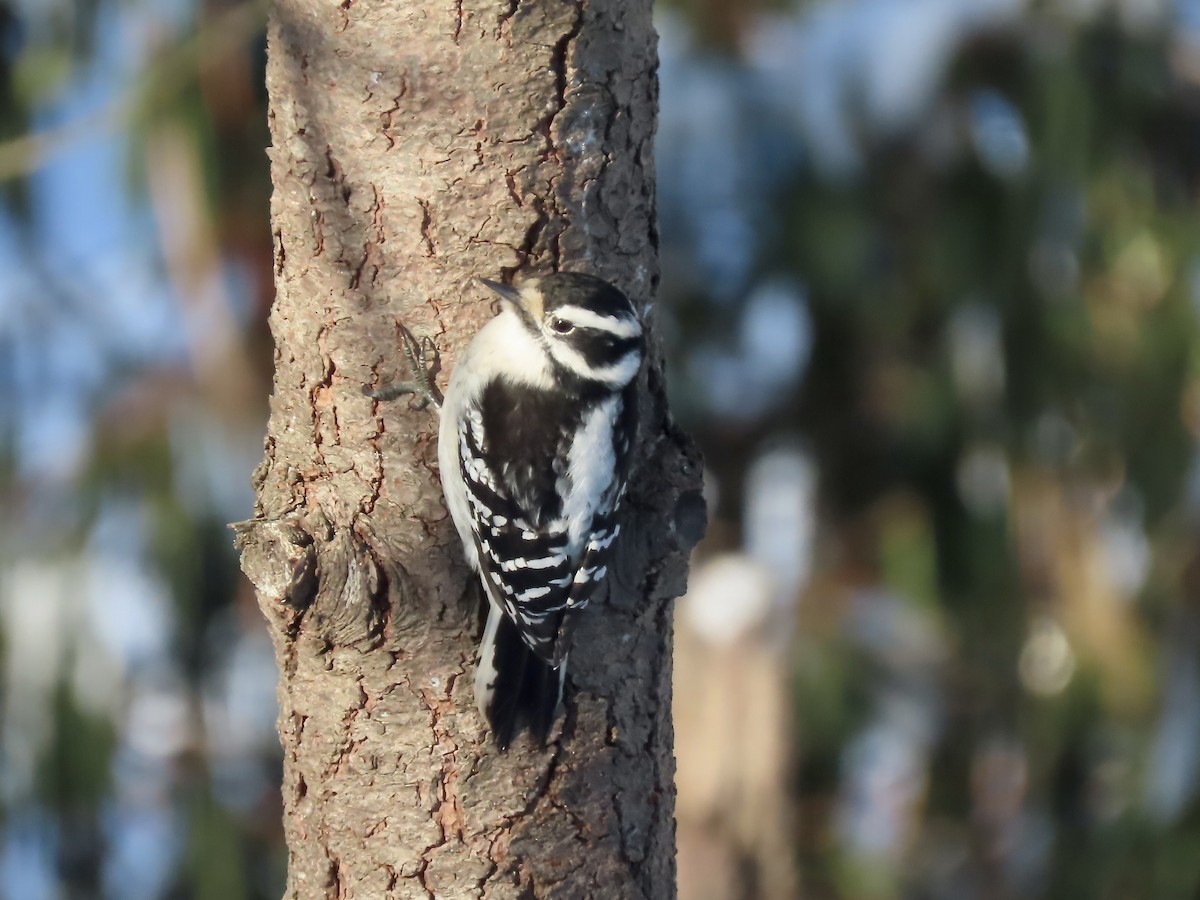 Дятел пухнастий - ML646991394