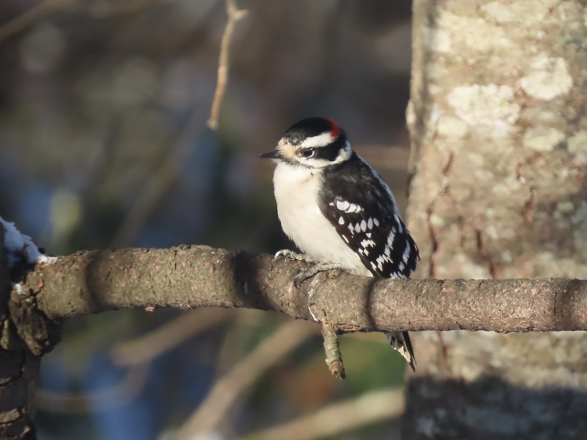 Дятел пухнастий - ML646991395