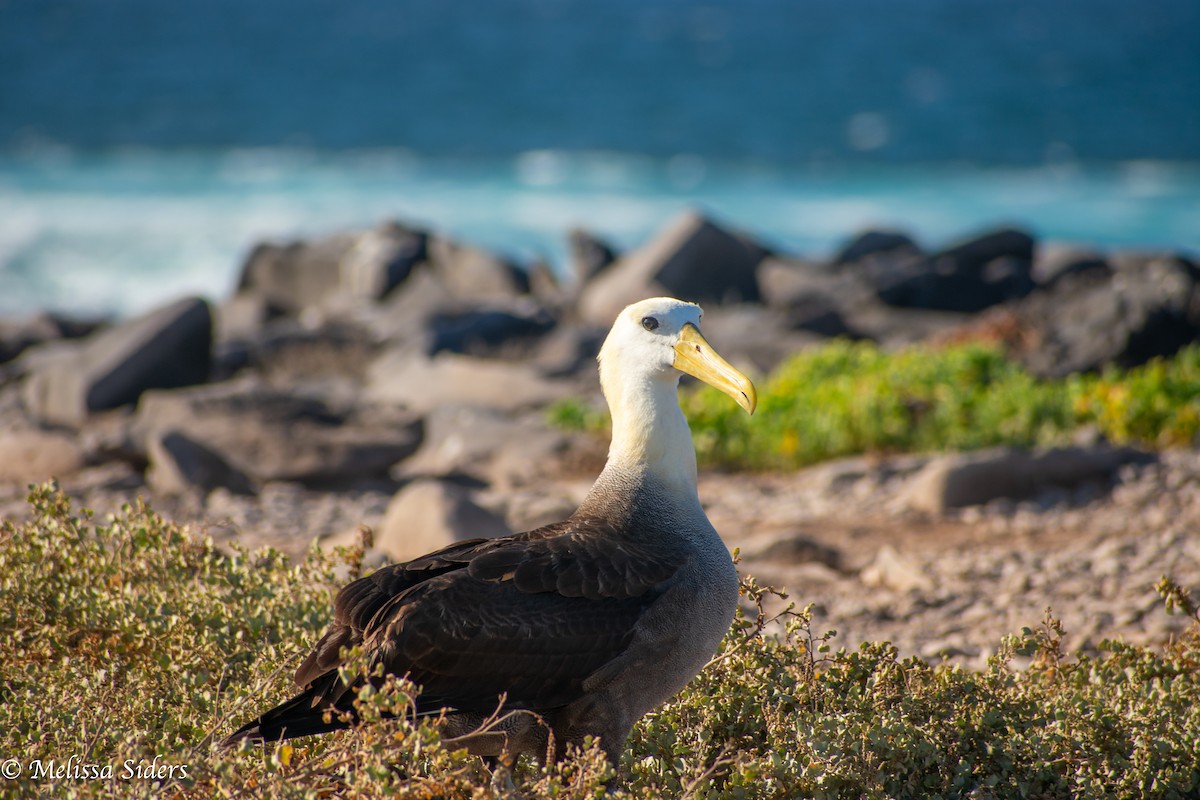 Waved Albatross - ML646991398