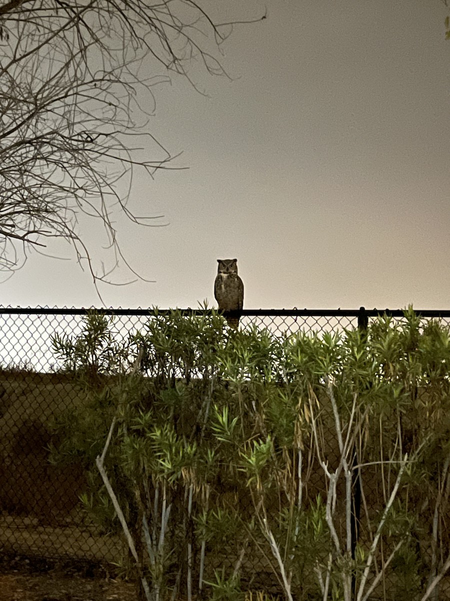 Great Horned Owl - ML646991399