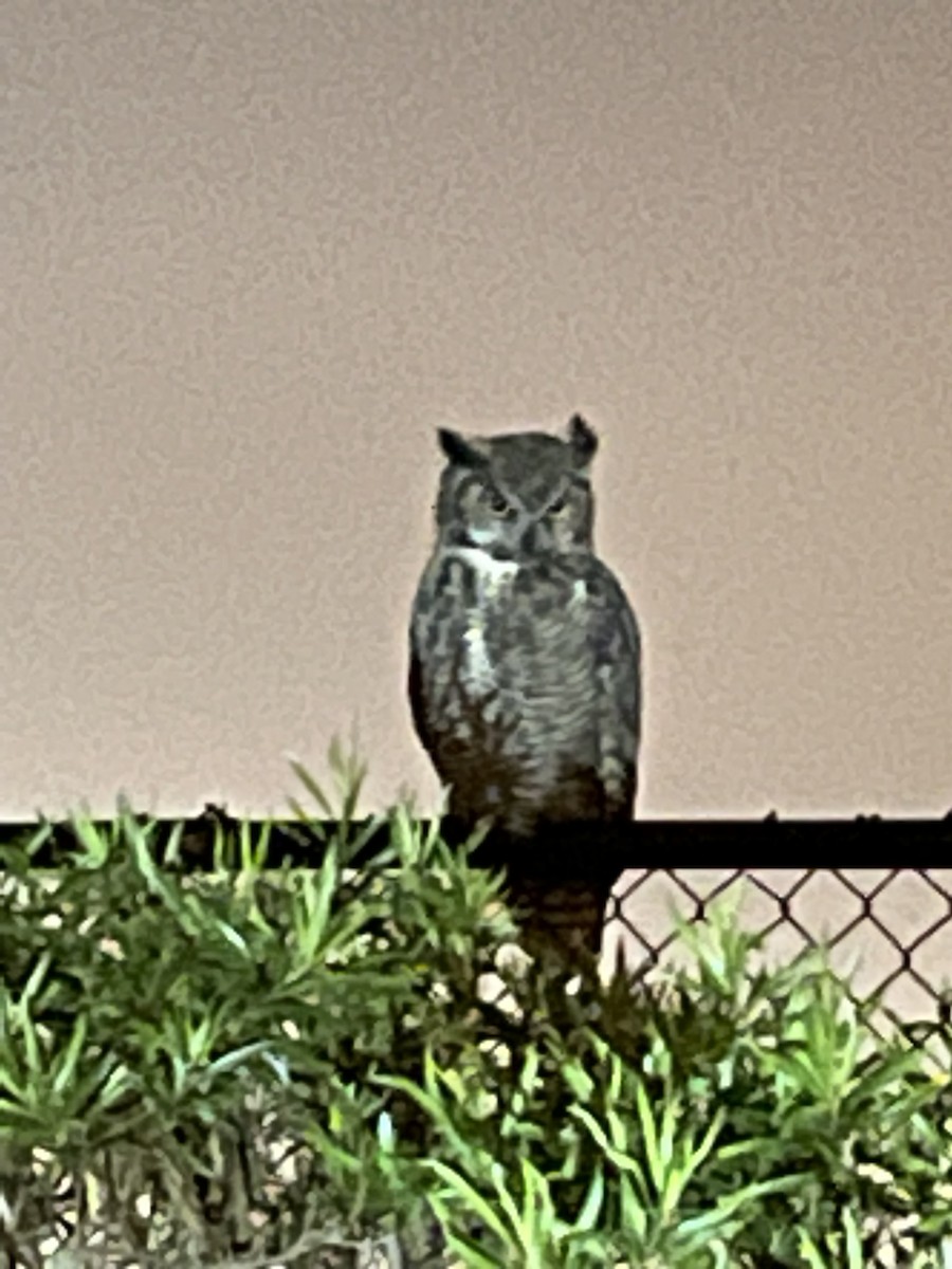 Great Horned Owl - ML646991400