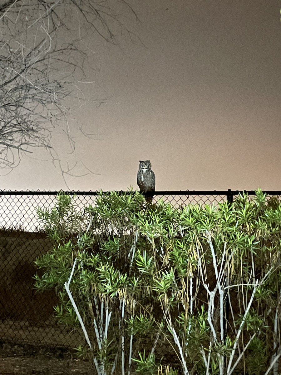 Great Horned Owl - ML646991401