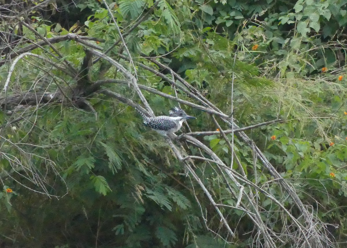 Crested Kingfisher - ML646991407