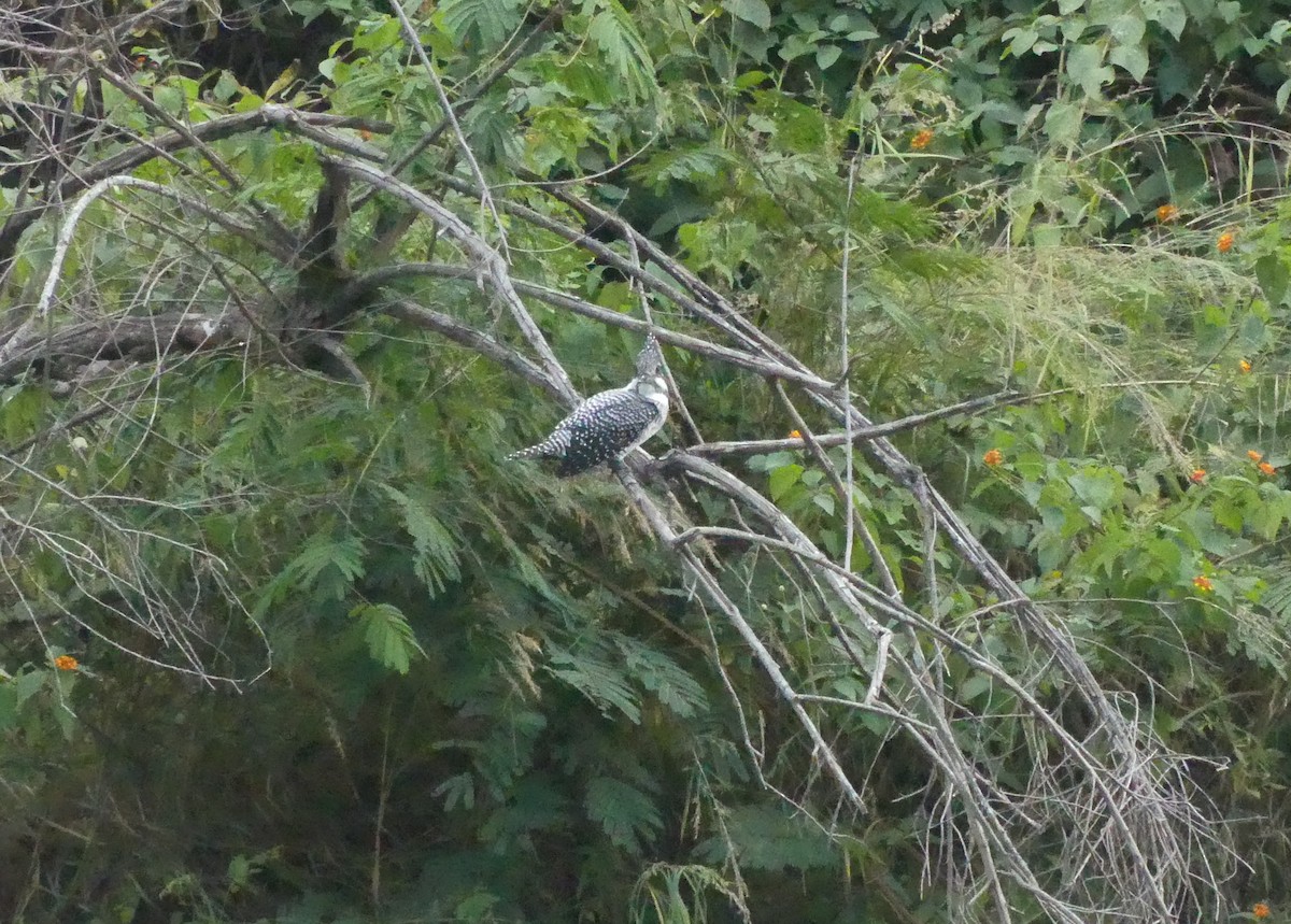 Crested Kingfisher - ML646991408