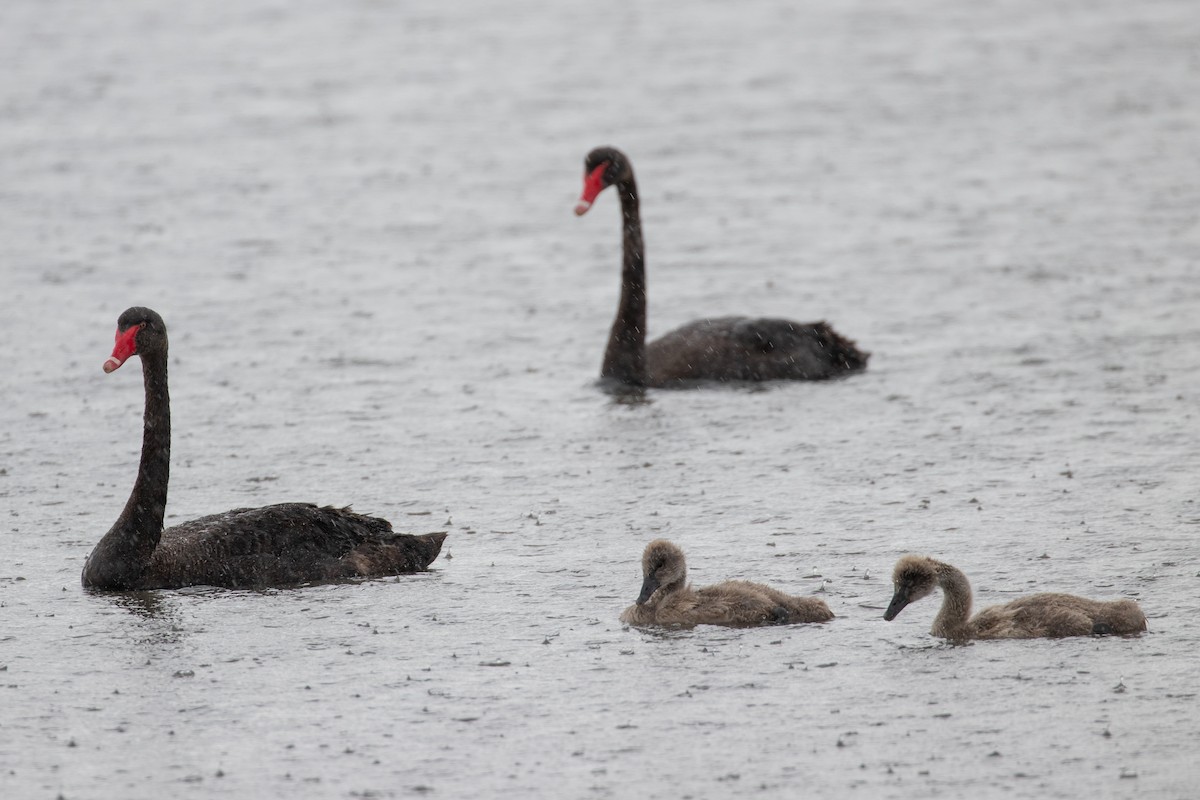 Black Swan - ML646991413