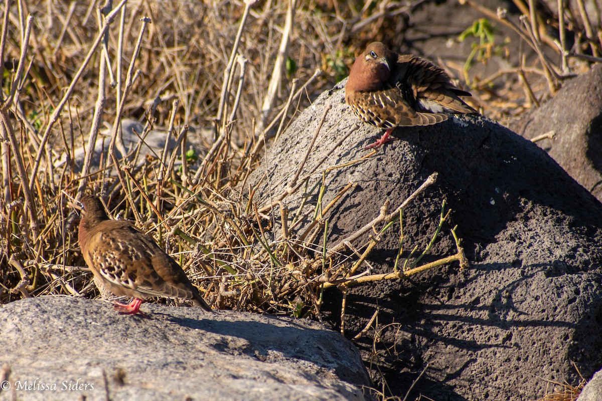Galapagos Dove - ML646991414