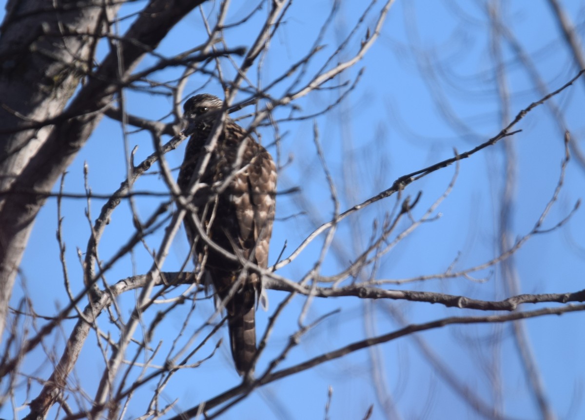American Goshawk - ML646991416