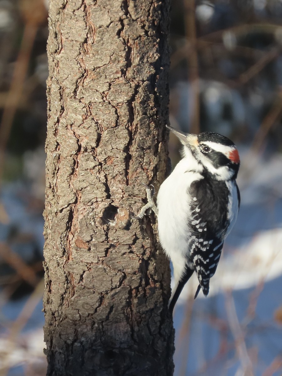 Дятел волохатий - ML646991419