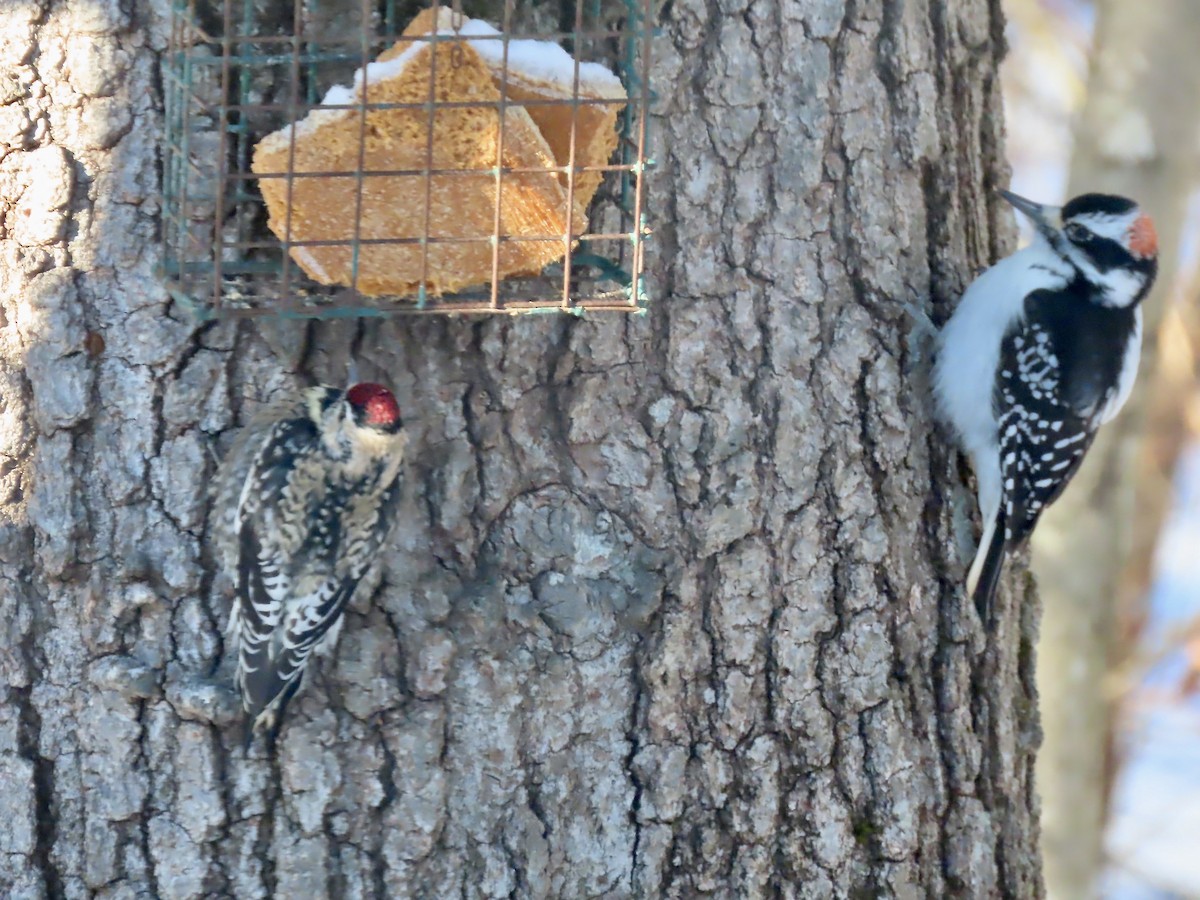 Дятел волохатий - ML646991420