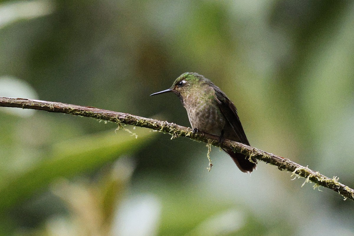 Tyrian Metaltail - ML646991448