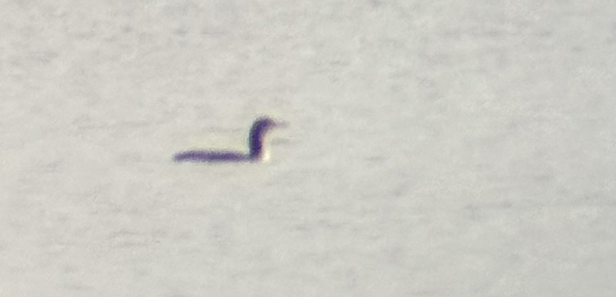 Pazifikoko aliota - ML646991450