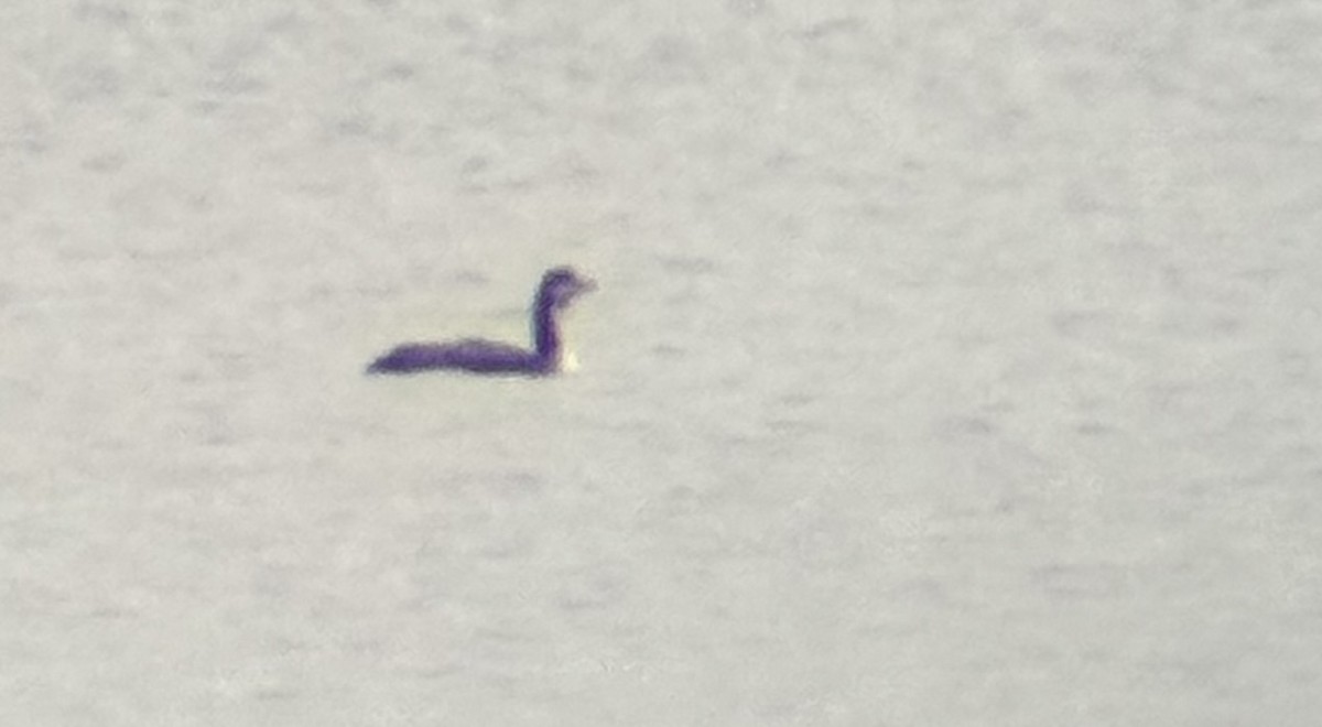 Pazifikoko aliota - ML646991451