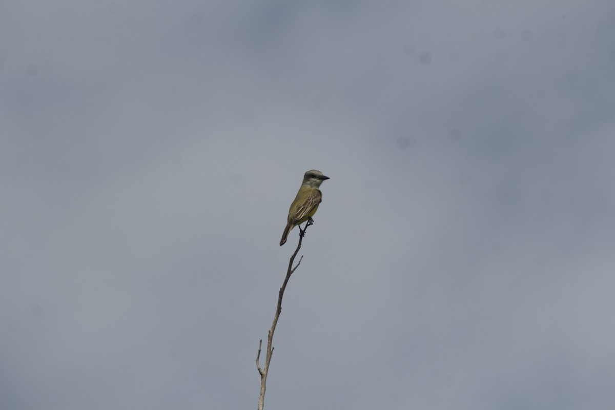 Texaskönigstyrann - ML646991452