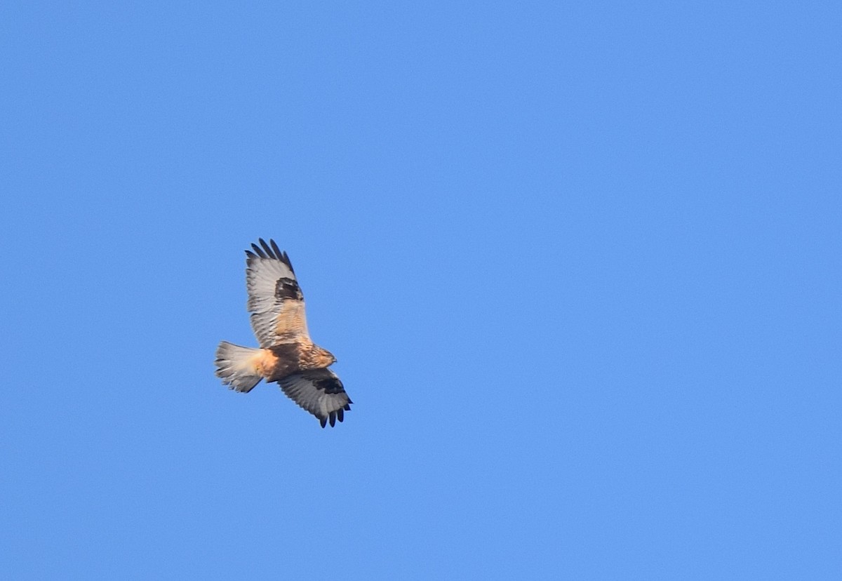 毛足鵟 - ML646991453