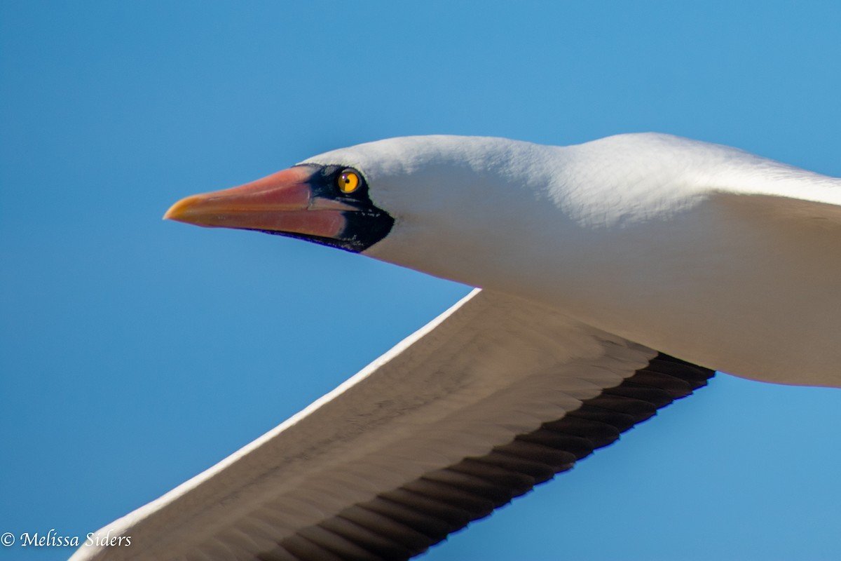 Nazca Booby - ML646991454