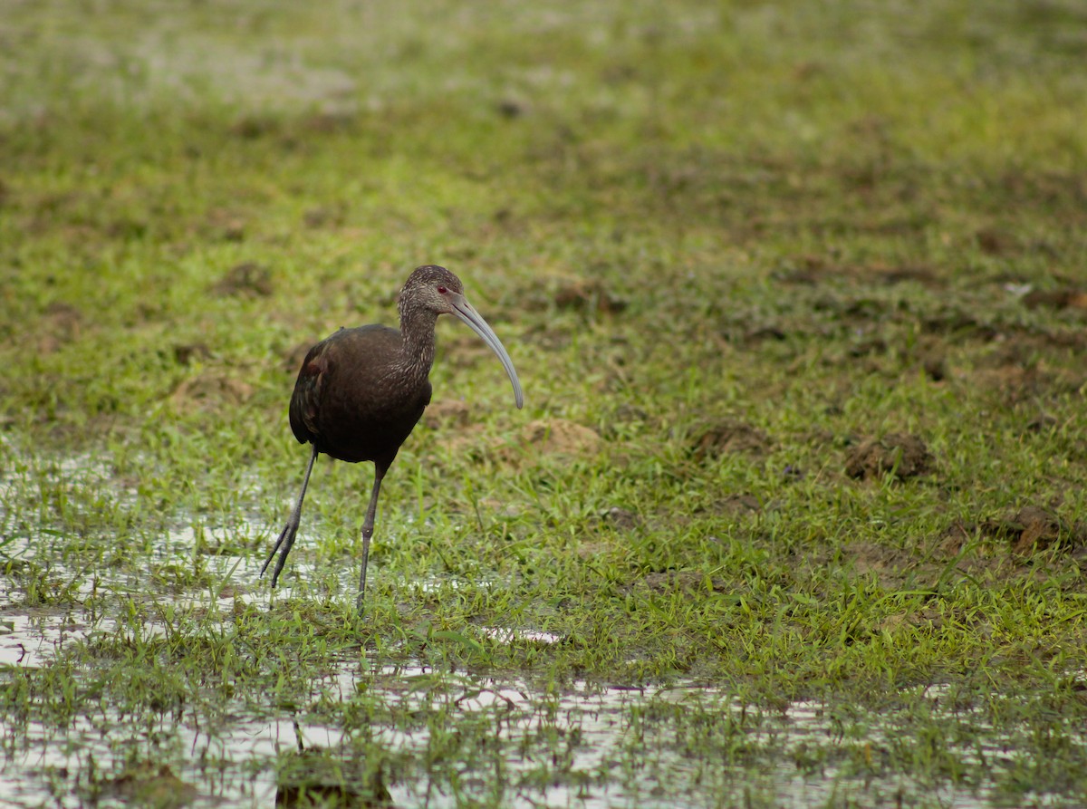 White-faced Ibis - ML646991456
