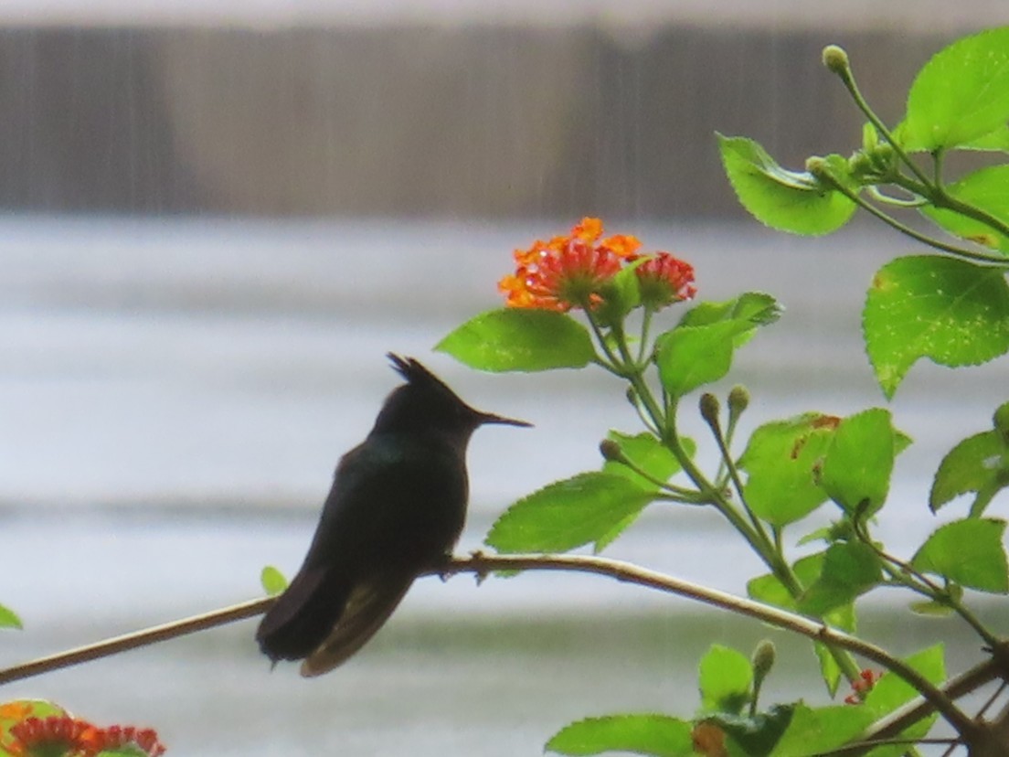 アンチルカンムリハチドリ - ML646991457