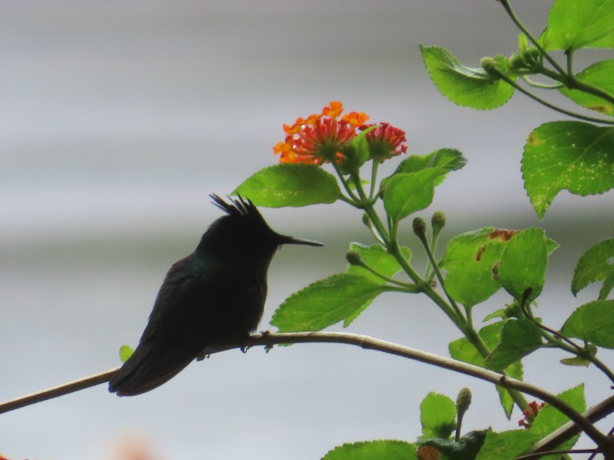 アンチルカンムリハチドリ - ML646991458