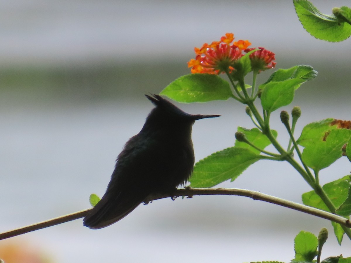 アンチルカンムリハチドリ - ML646991459