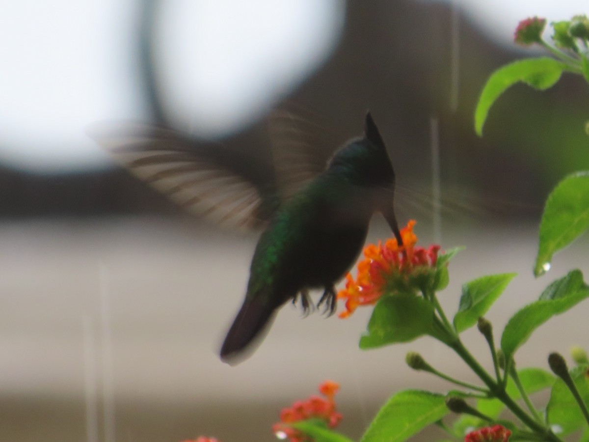 アンチルカンムリハチドリ - ML646991460