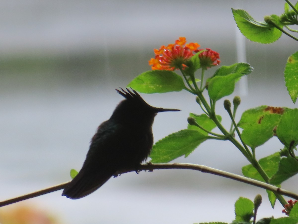 アンチルカンムリハチドリ - ML646991461