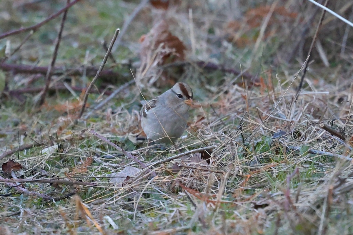 White-crowned Sparrow - ML646991462