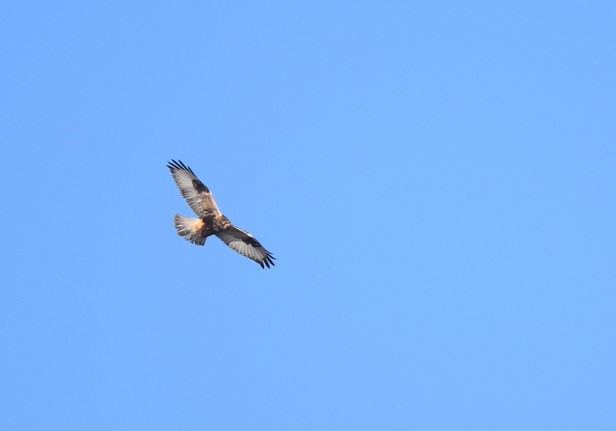 毛足鵟 - ML646991463