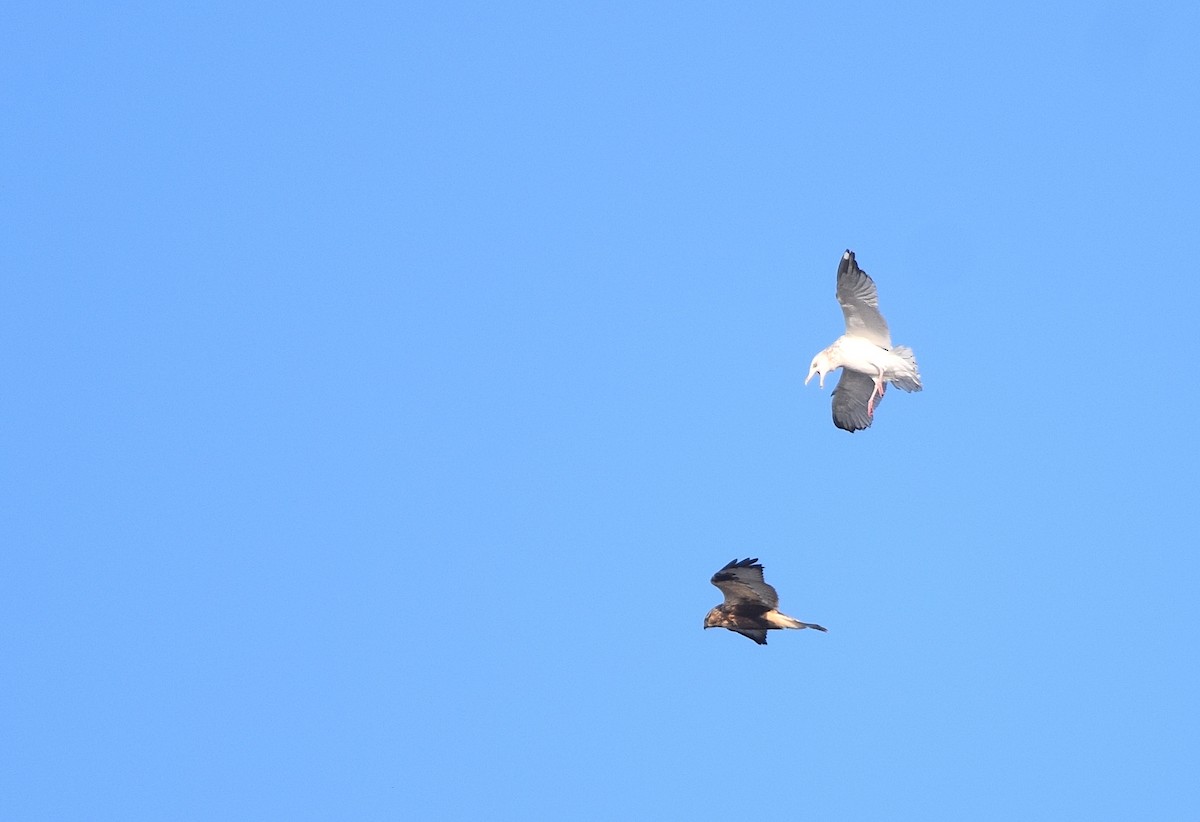 毛足鵟 - ML646991464